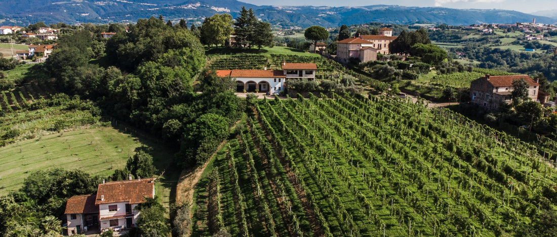 Firmino Miotti: Vignaiolo in Breganze.