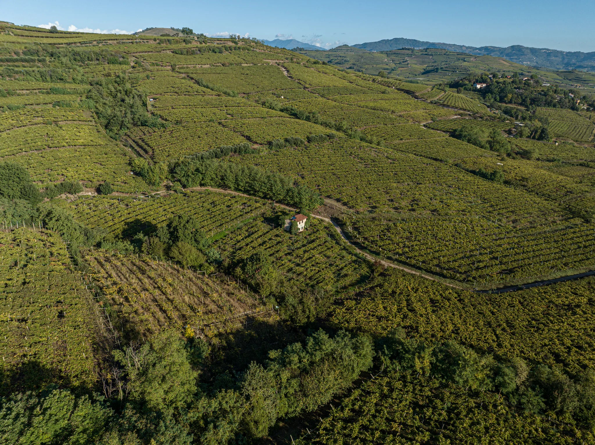 Gini Salvarenza veduta aerea vigneti
