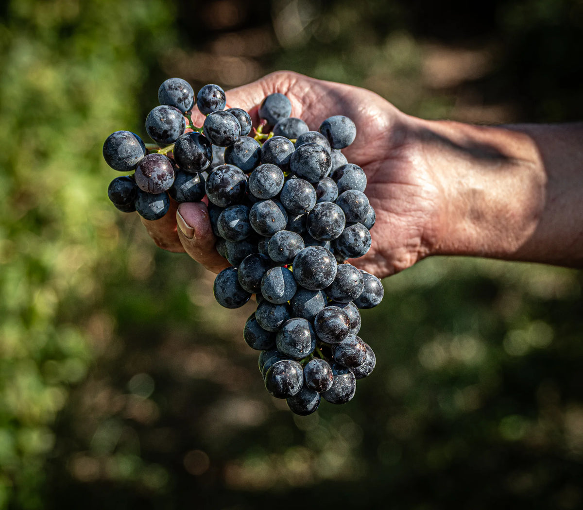 Gini Tenuta Scajari acino valpolicella e amarone