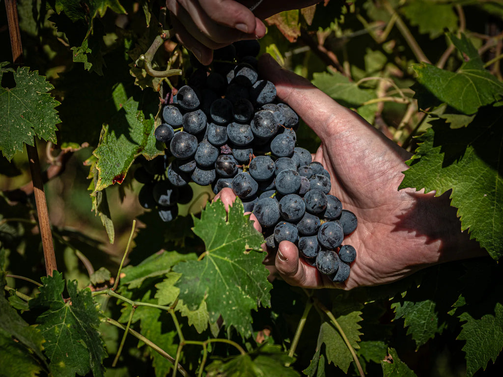 Gini Tenuta Scajari dal vigneto raccolta grappolo maturo