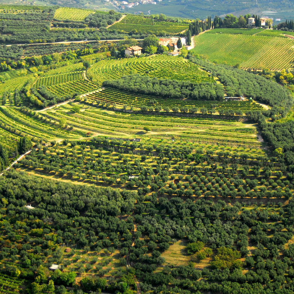 Valpolicella superiore Doc-Galante  -  Tenuta Trabucchi - vaigustando