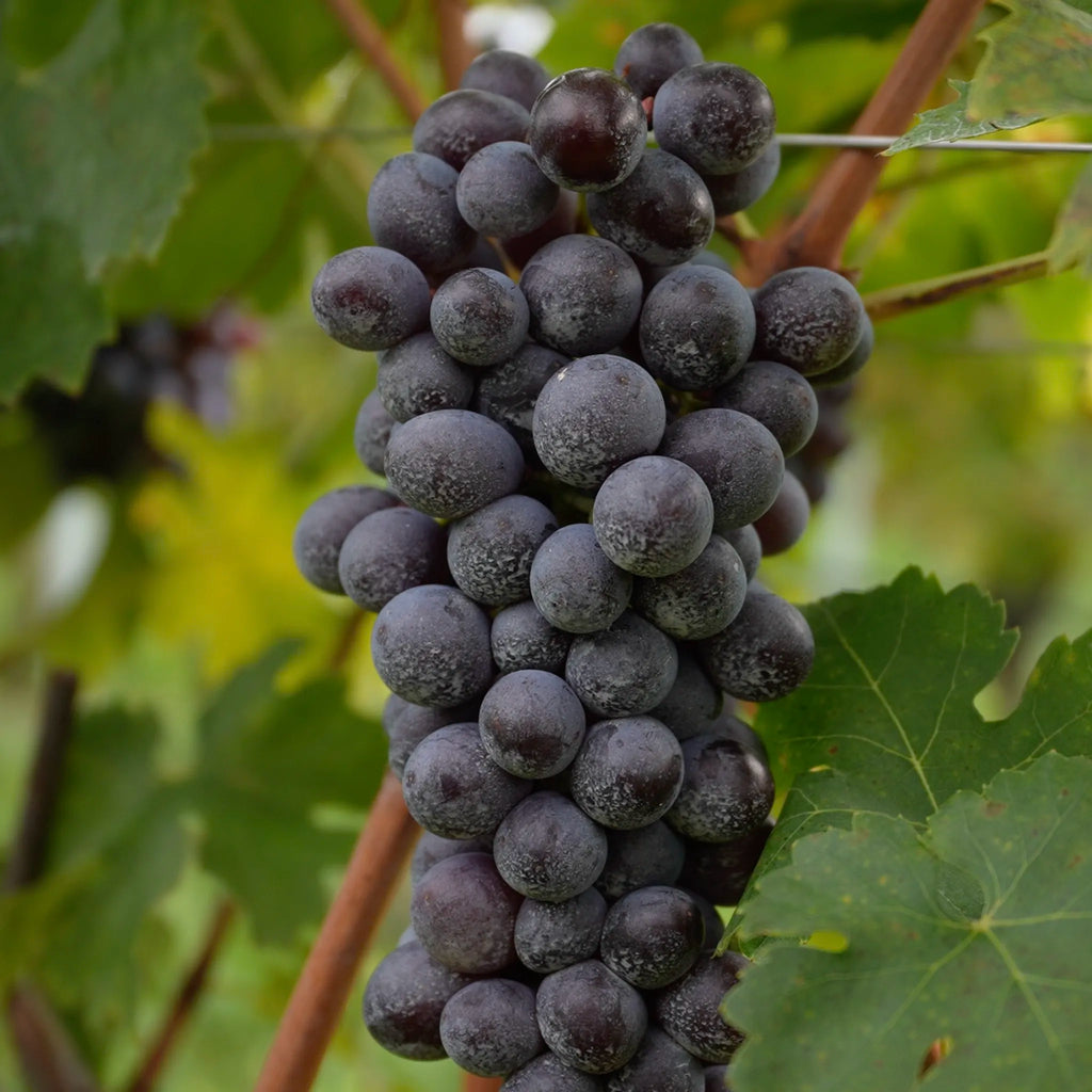 Valpolicella Superiore D.O.C.  -  Comaroto - vaigustando