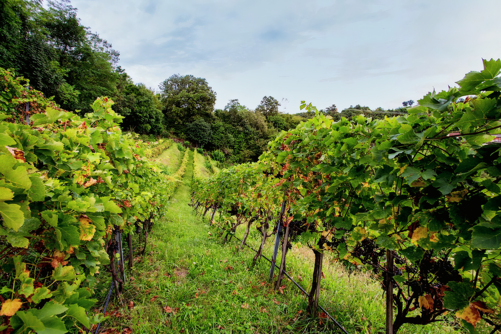 Metodo Classico  Dodici  -  Buvoli - vaigustando
