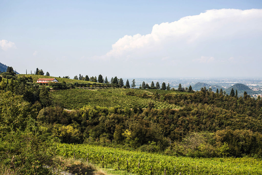 Metodo Classico Blanc de Noirs Extra Brut Tre  -  Buvoli - vaigustando