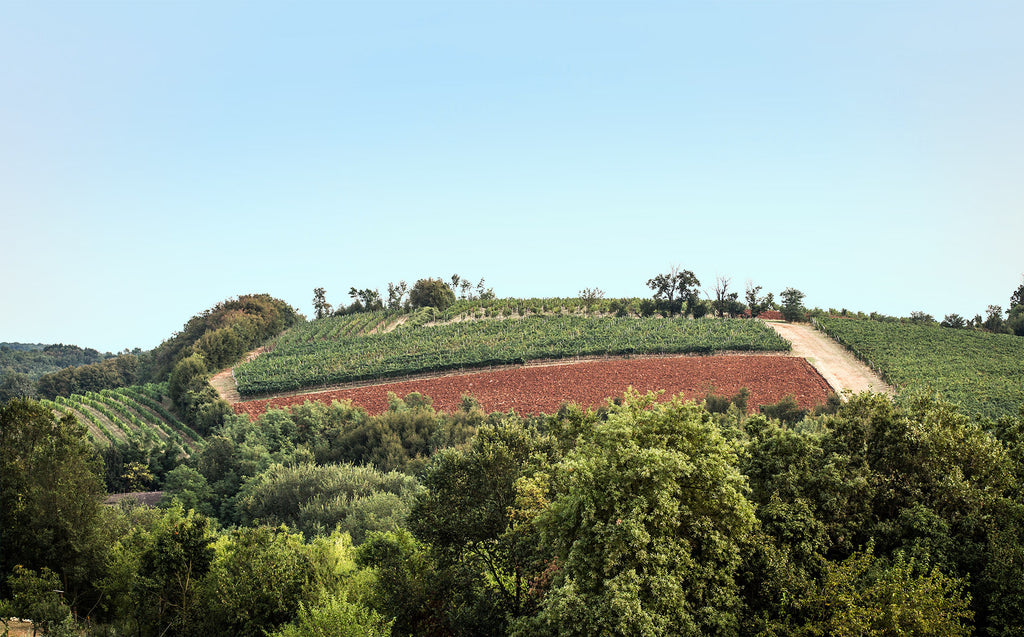 Metodo Classico  Dodici  -  Buvoli - vaigustando
